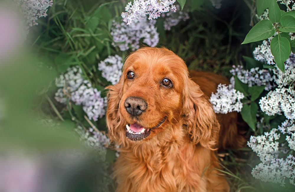 Cocker Spaniel Inglese