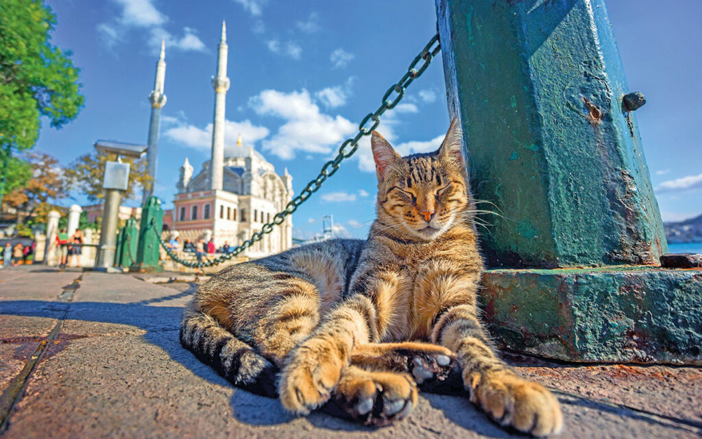 Istanbul, la città più cat friendly al mondo