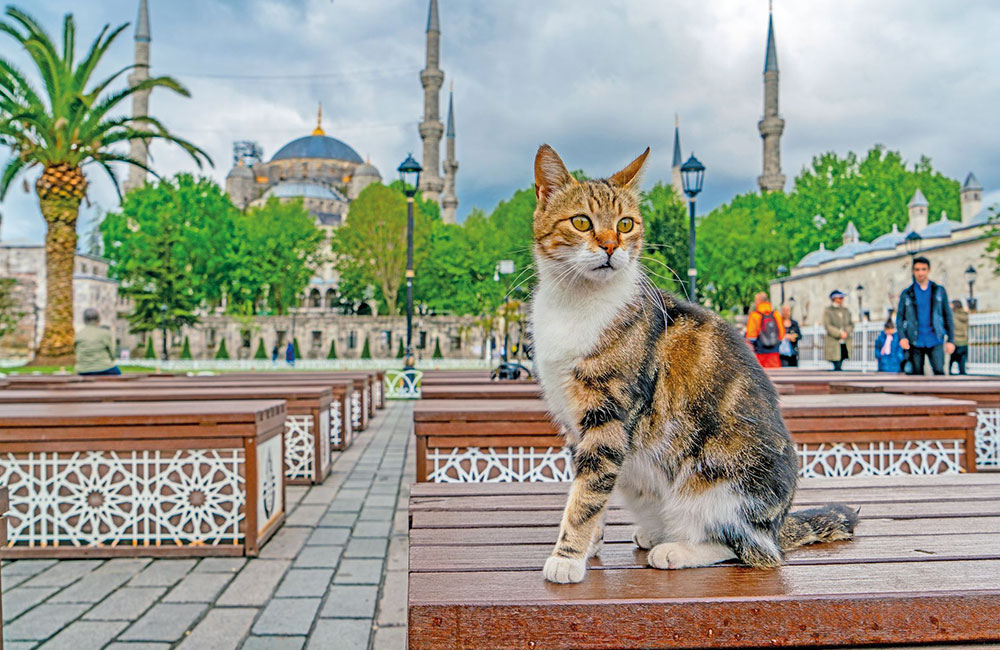 Istanbul, la città più cat friendly al mondo