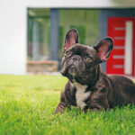 Bouledogue Francese