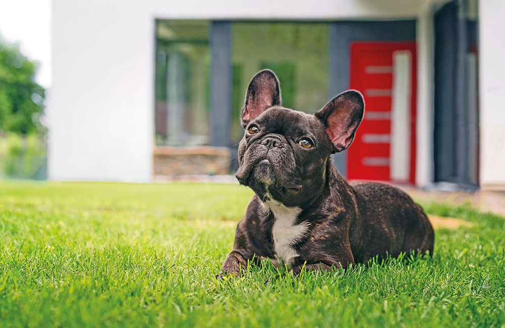 Bouledogue Francese