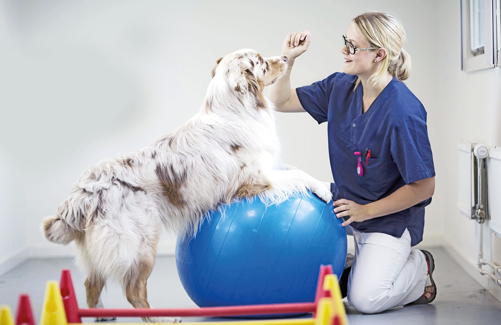 Fisioterapia e riabilitazione nei pet