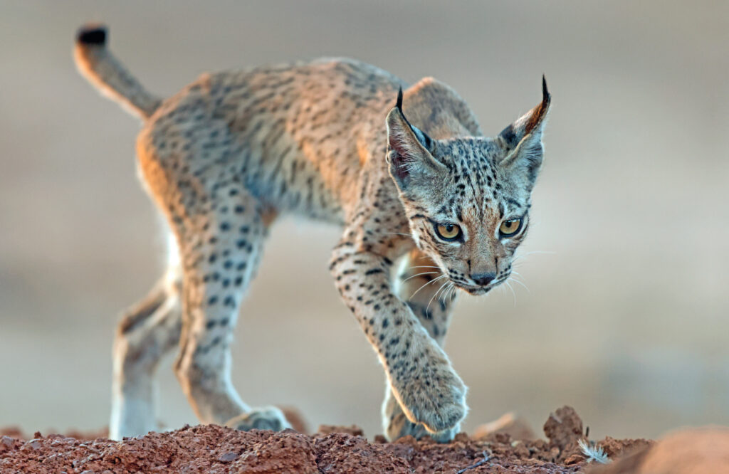 Il ritorno della Lince Iberica