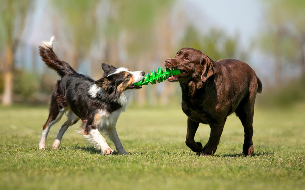 TIRA&MOLLA, giocare con il cane… è uno spasso 