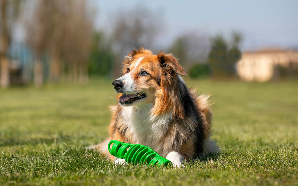 TIRA&MOLLA, giocare con il cane… è uno spasso 