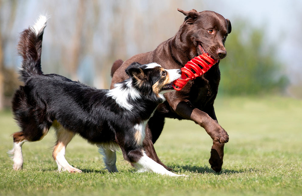 TIRA&MOLLA, giocare con il cane… è uno spasso 