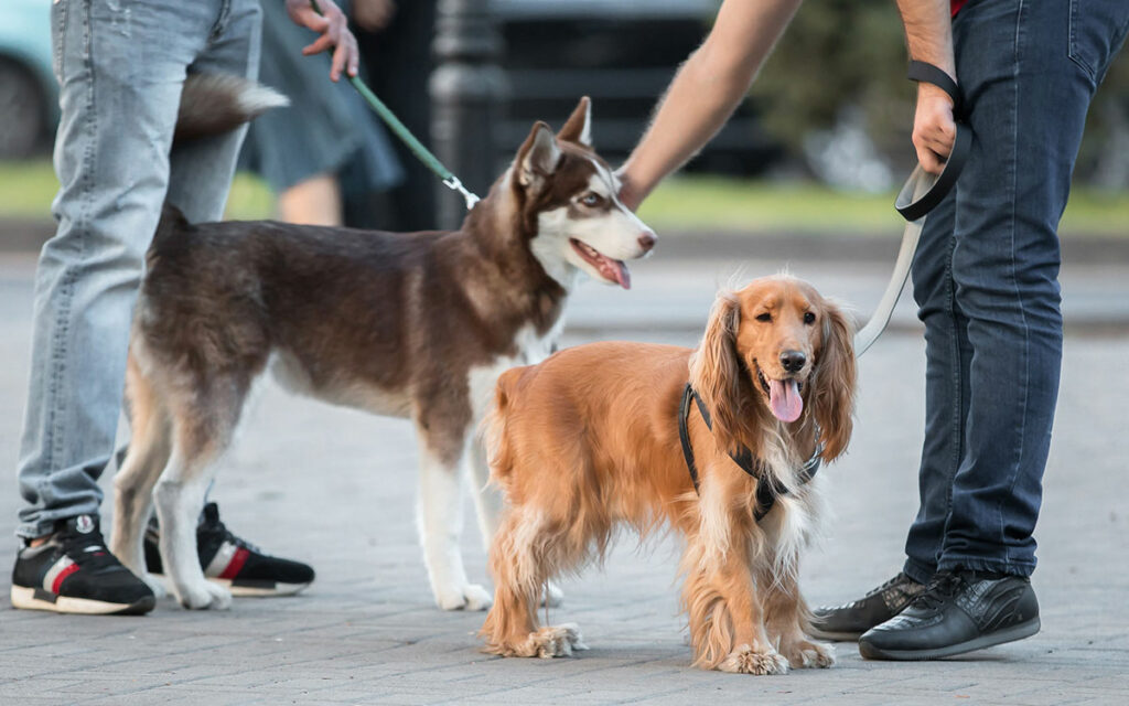 Decalogo cittadino per cani e umani