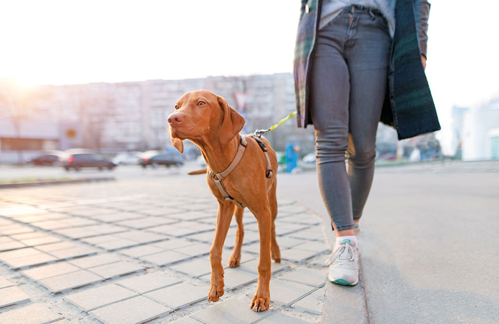 Decalogo cittadino per cani e umani