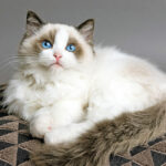 Ragdoll