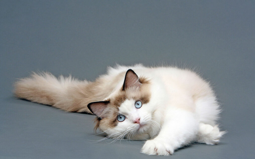 Ragdoll