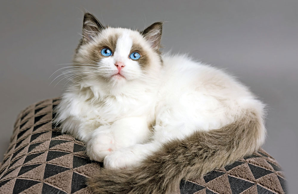 Ragdoll