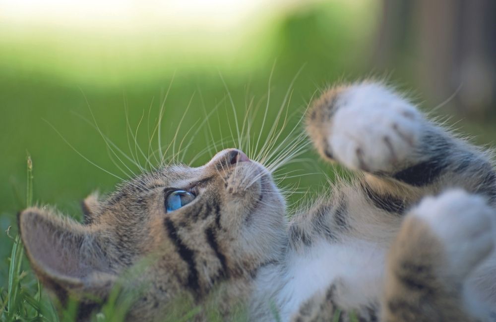 Arriva un gattino, come accoglierlo?