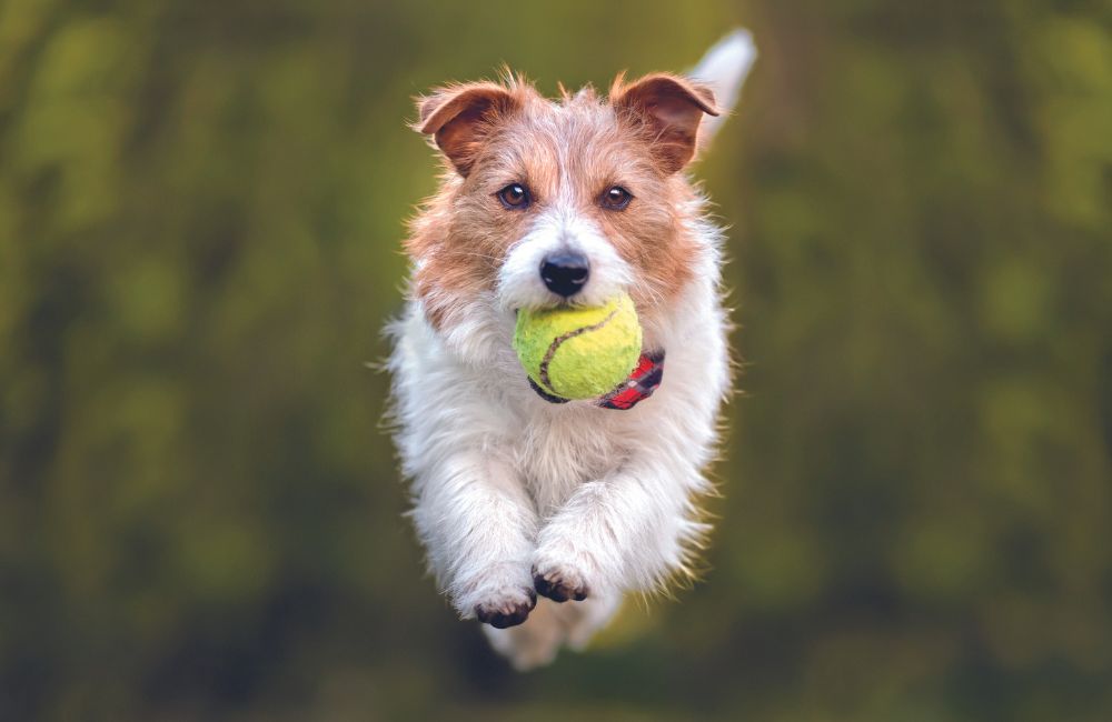 Jack Russell Terrier