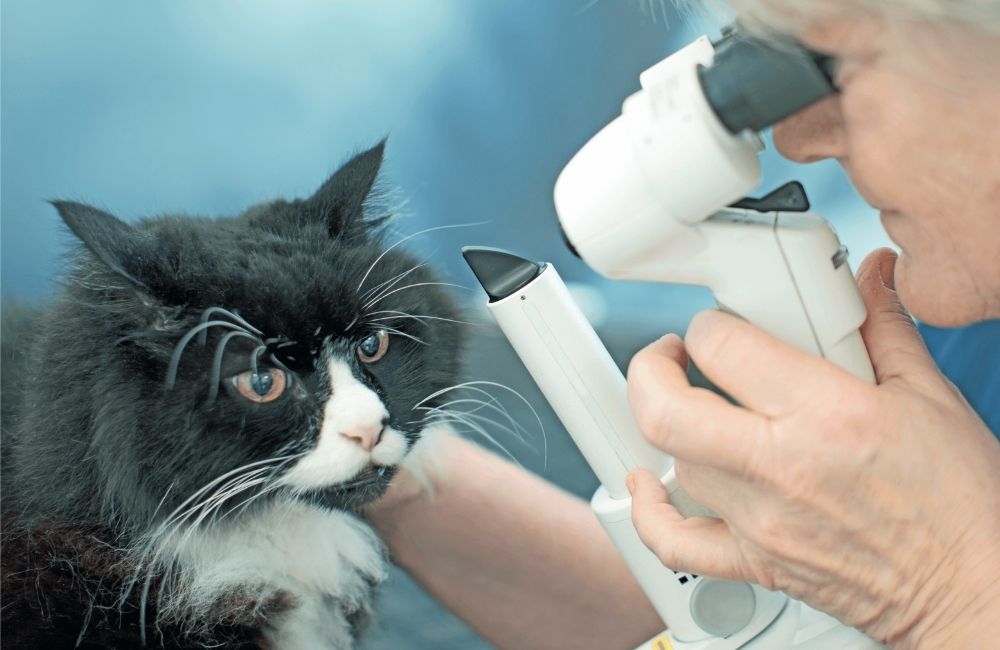 Pet anziani: patologie e prevenzione