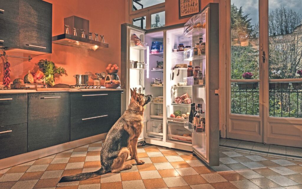 Staged Photography Fido in casa