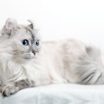 American Curl