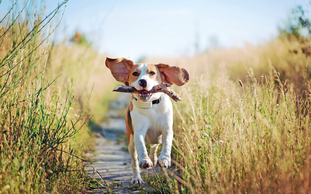 Come calmare il cane "High Energy"