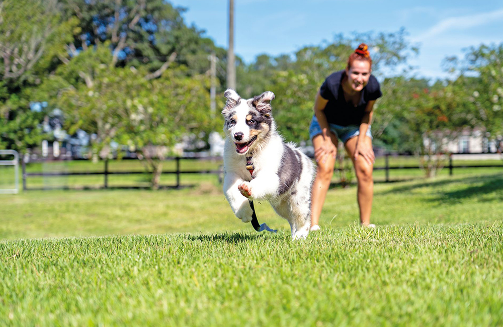 Come calmare il cane "High Energy"