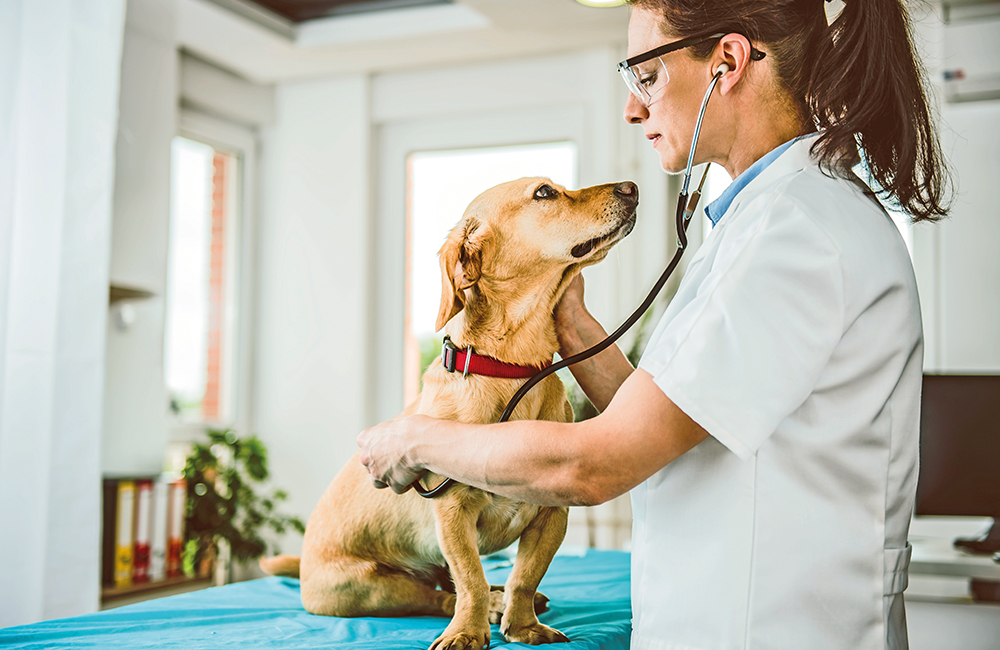 Fido dal veterinario senza paura