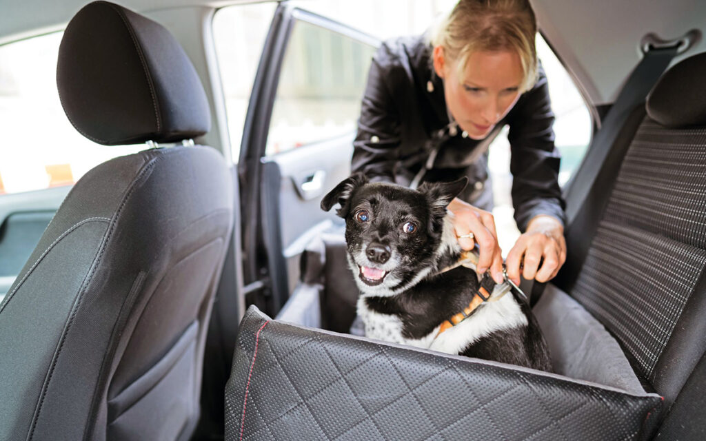 Il trasloco per il cane