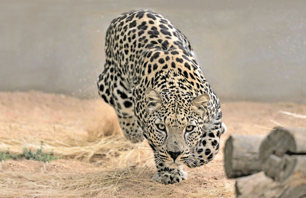 Leopardo Arabo a rischio estinzione