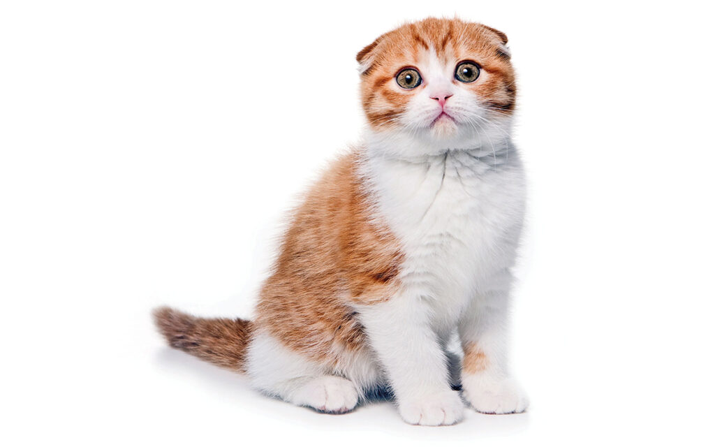 Scottish Fold