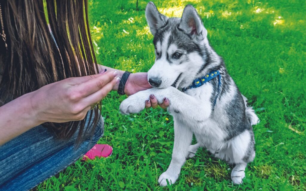 Fido è agitato? Ecco cosa fare