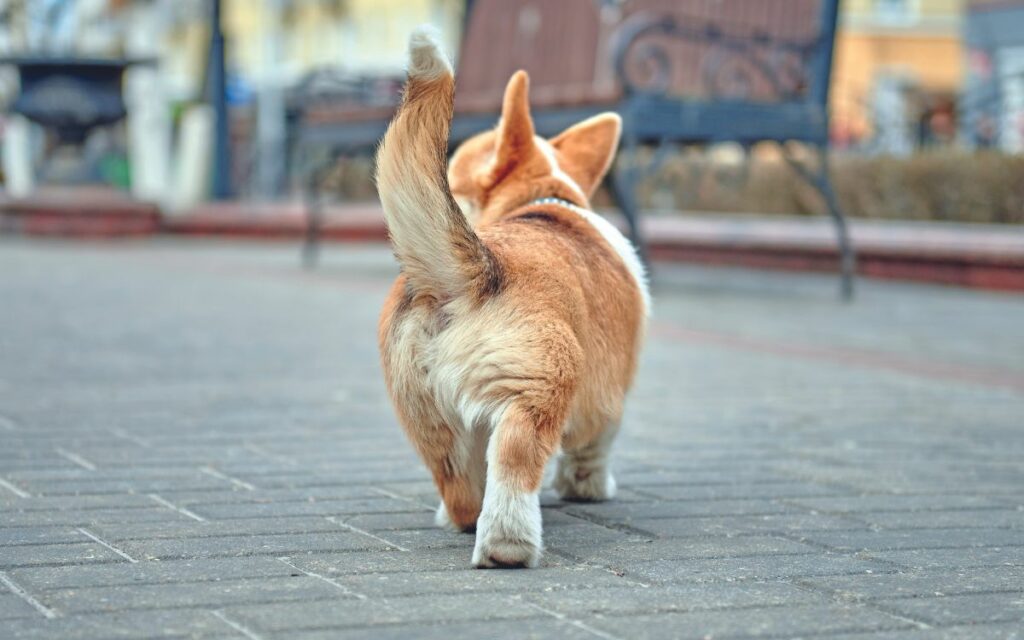 Fido parla con la coda