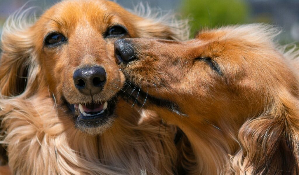 comportamento di una cagnolina in calore