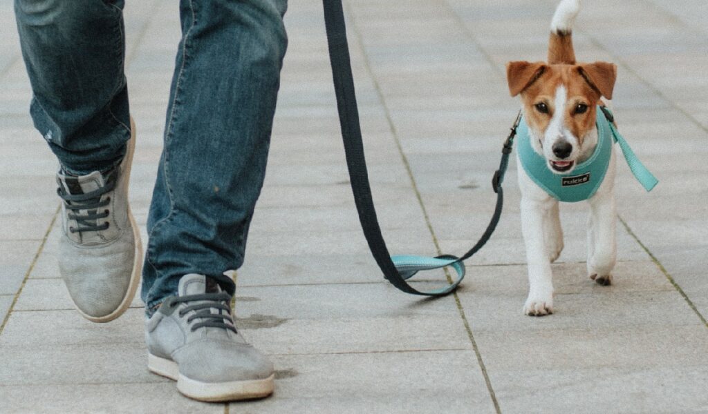 come insegnare al cane il comando piede