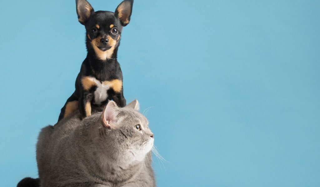 cane e gatto possono diventare dei buoni amici