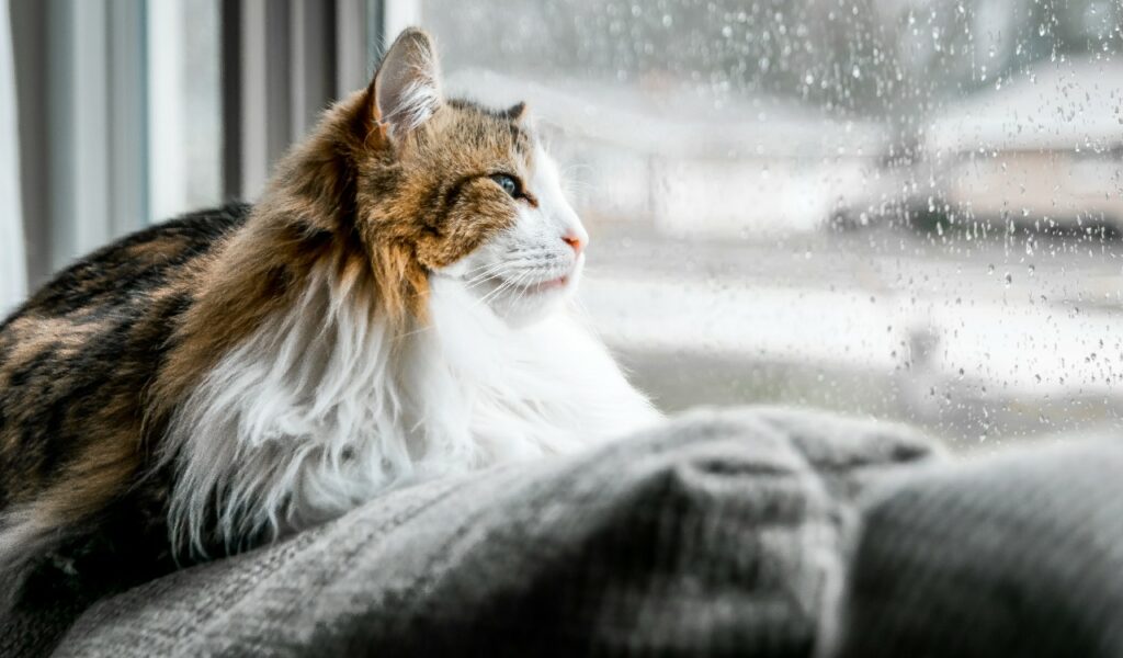 i gatti a pelo lungo vanno spazzolati tutti i giorni