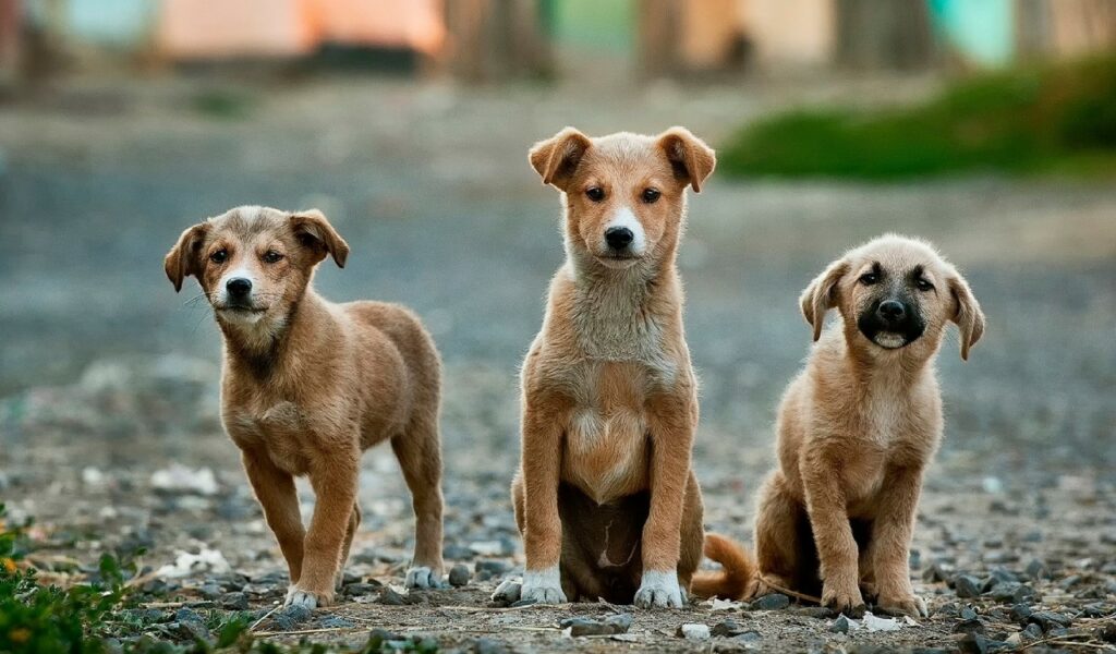 microchip cane: come funziona?