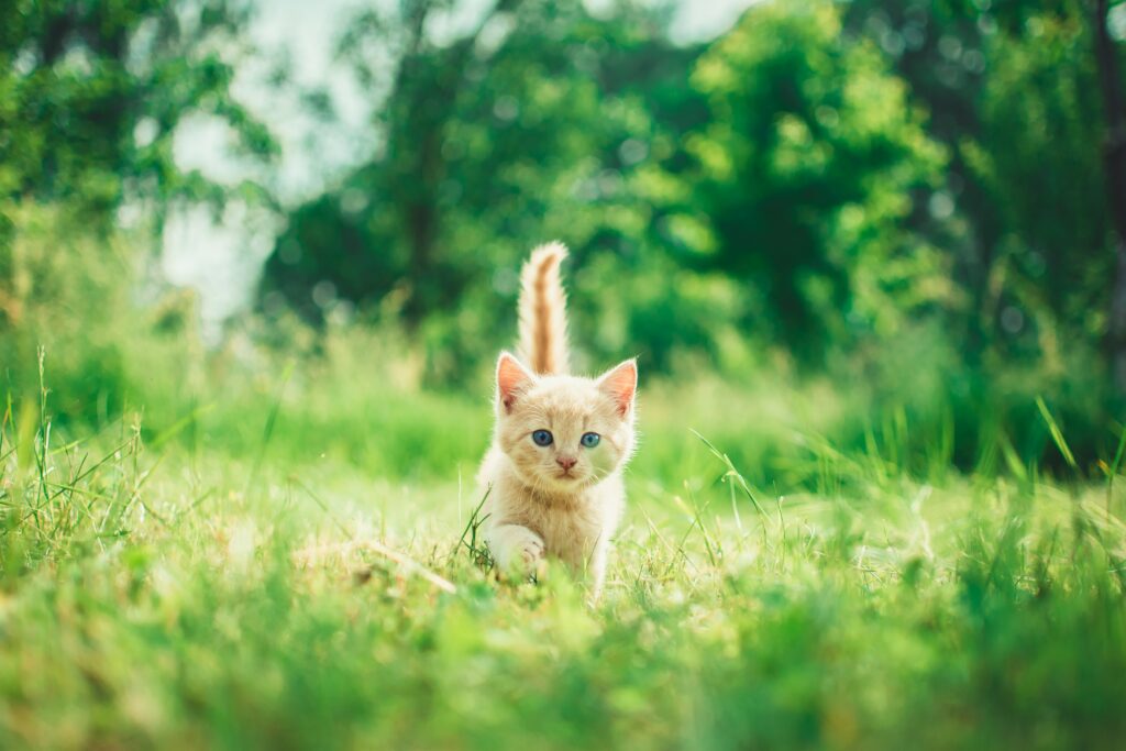 Quali sono i parassiti esterni del gatto?