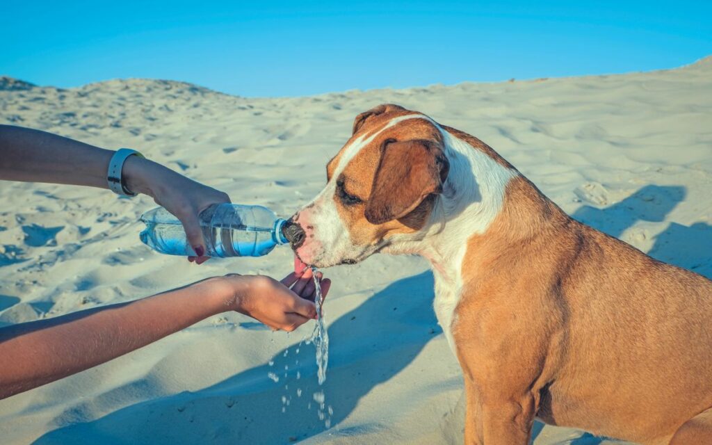 Il cane e l'estate