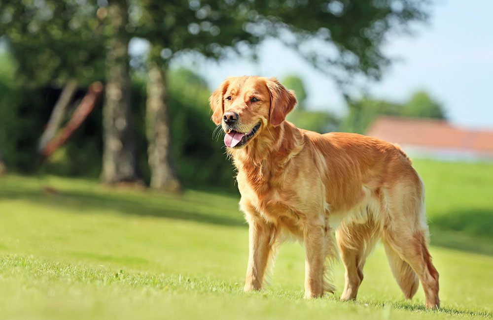 Golden Retriever