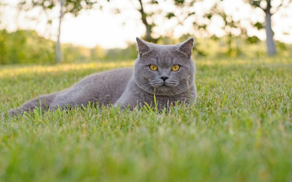 Alimentazione cani e gatti, tante novità in arrivo