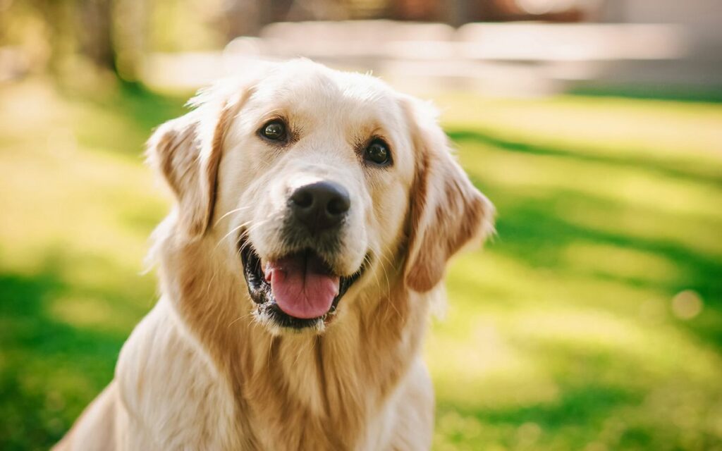 Alimentazione cani e gatti, tante novità in arrivo