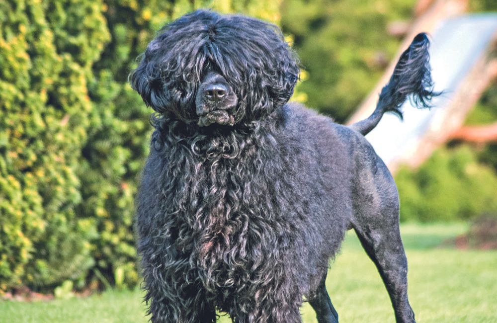 Cão de Água Português