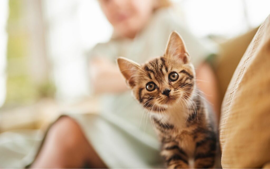 Cuccioli e gattini, il benessere parte dalla ciotola