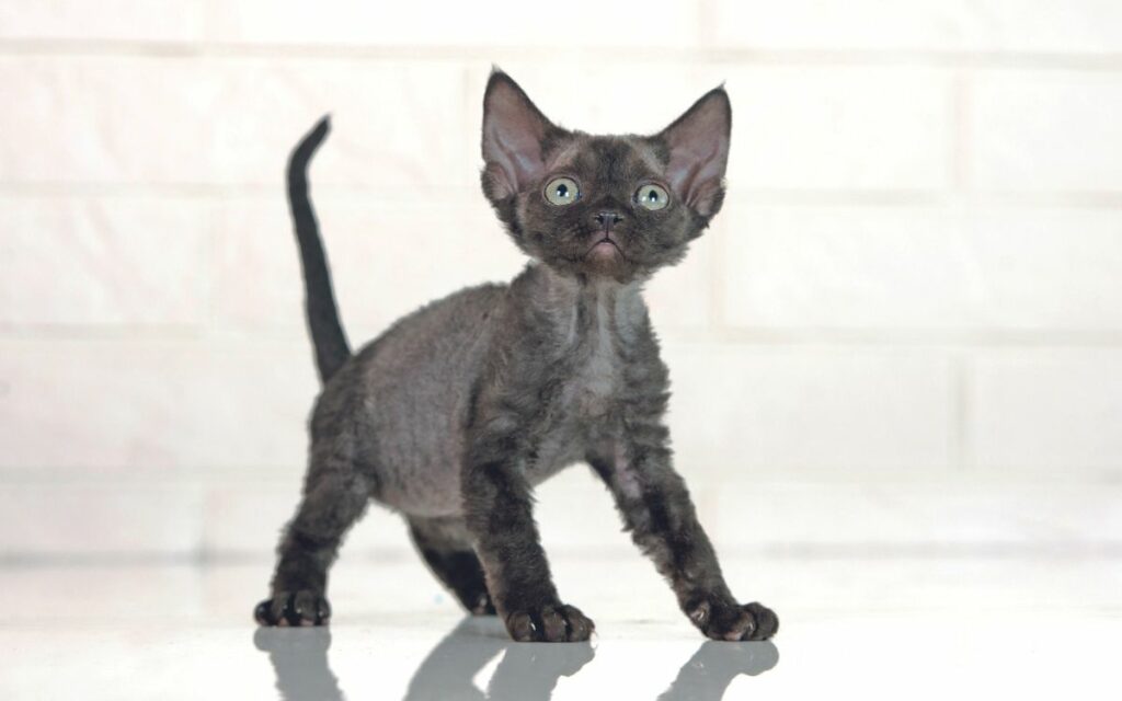 Devon Rex