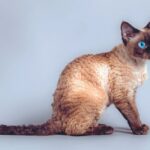 Devon Rex