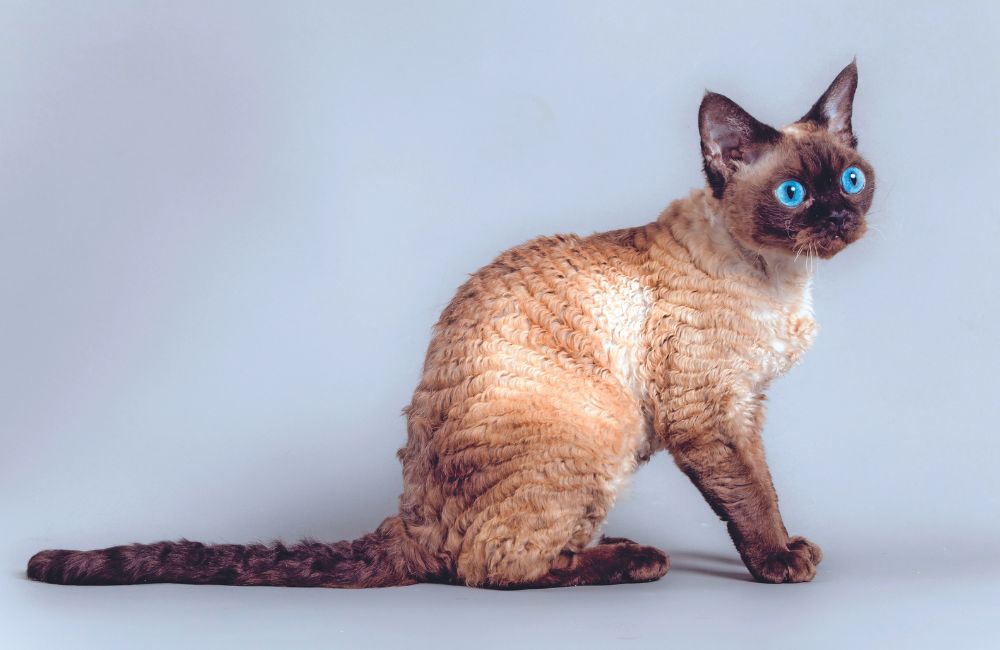 Devon Rex