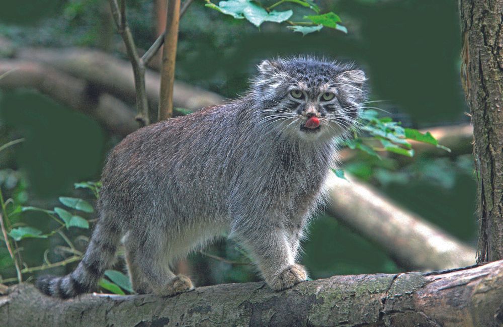 Il gatto di Pallas