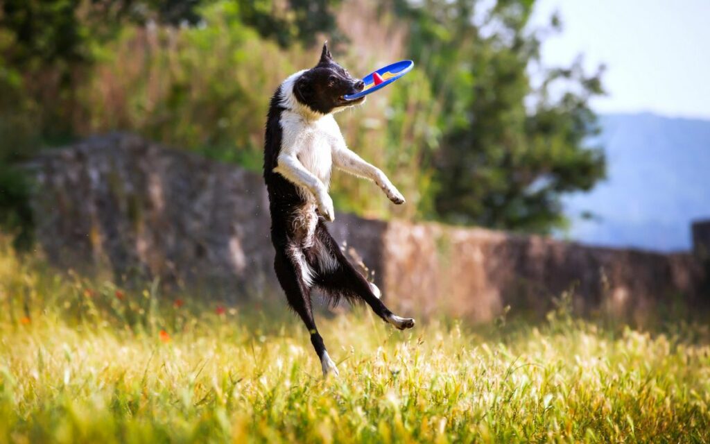 Mai più frisbee imprendibili, divertiamoci con il cane