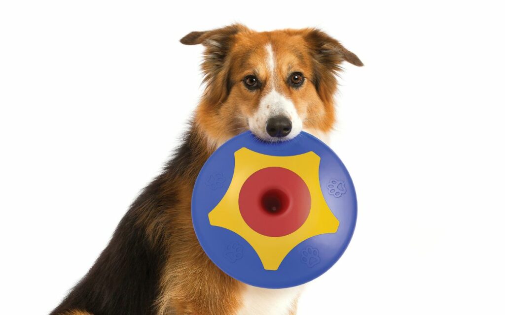 Mai più frisbee imprendibili, divertiamoci con il cane