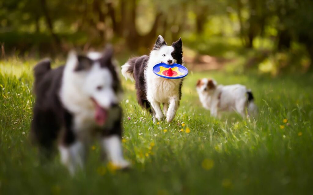 Mai più frisbee imprendibili, divertiamoci con il cane