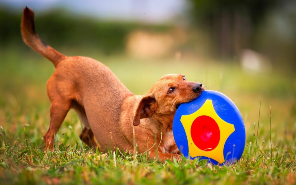 Mai più frisbee imprendibili, divertiamoci con il cane