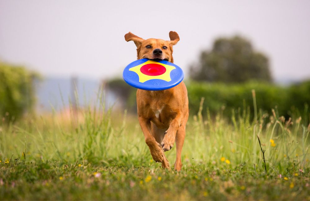 Mai più frisbee imprendibili, divertiamoci con il cane