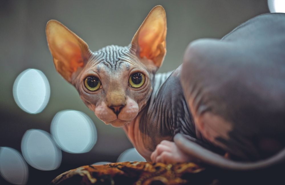 Sphynx